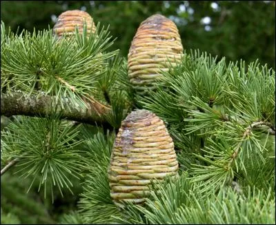 Trouvez le nom latin du végétal présent sur la photo.