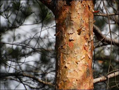 Trouvez le nom latin du végétal présent sur la photo.