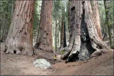 Trouvez le nom latin du végétal présent sur la photo.