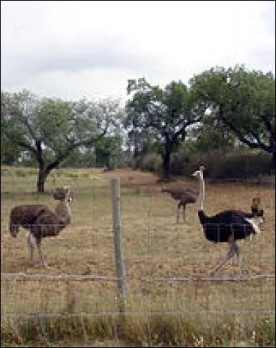 Leurs plumes sont utilisées pour confectionner des costumes folkloriques pour le carnaval