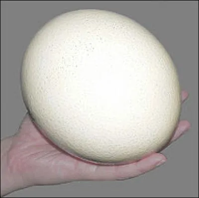 Les mâles adultes peuvent peser jusqu'à 250 kg.