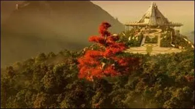 Quel est le nom de cet arbre ?