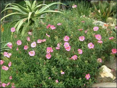 Quel est le nom latin de cet arbuste ?