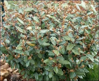 Quel est le nom latin de cet arbuste ?