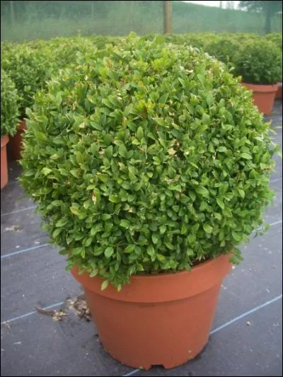 Quel est le nom latin de cet arbuste ?