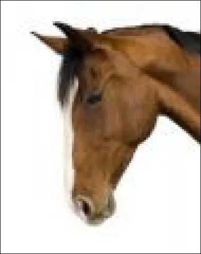Comment se nomme la partie blanche sur le chanfrein du cheval ?