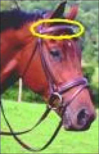 Comment se nomme la partie du filet entourée en jaune ?