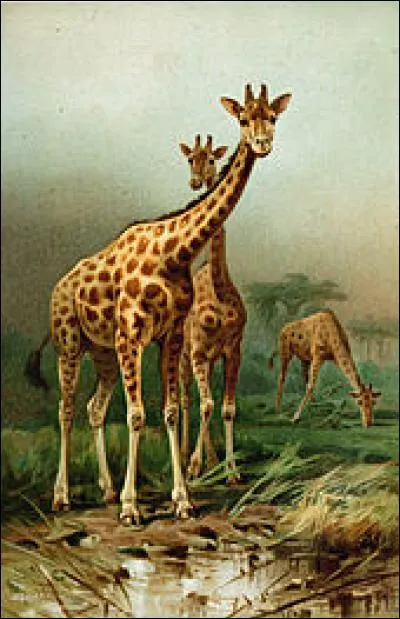Le cur d'une girafe pèse plus de 10 kg.