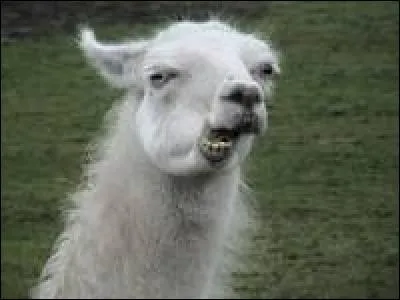 On peut monter sur le lama.