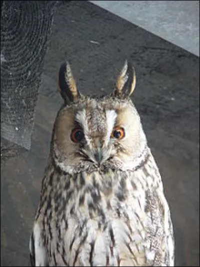 Les hiboux sont généralement carnivores.