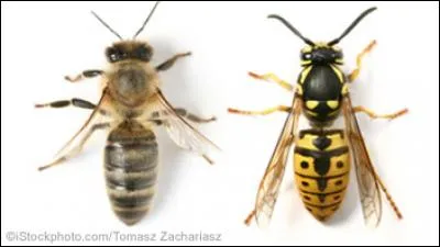 Qu'est-ce qui lui prend ? Je me demande quel(le) (...) l'a piqué !