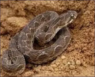 Echis carinatus agit :