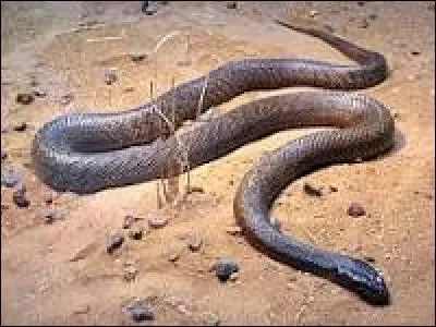Le venin du Taïpan du désert est 25 fois plus toxique que celui du cobra. Laquelle de ces affirmations est juste concernant ce serpent ?