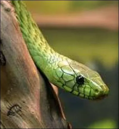 Si vous êtes mordu par un Mamba vert, que va-t-il d'abord se passer ?