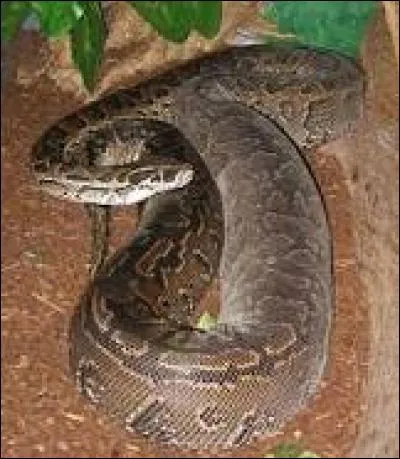 Pendant combien de mois les ufs du python de Seba sont-ils couvés ?