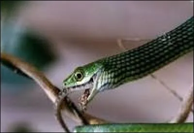 Le venin du boomslang fait disparaître le processus de :