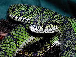 Quiz Serpents