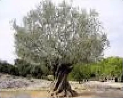 Les oliviers peuvent vivre plus de 400 ans.