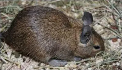L'octodon est un animal qui doit vivre...