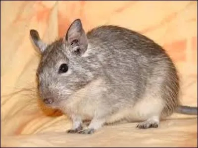 Quel petit rongeur se rapproche le plus du dègue en ce qui concerne l'alimentation ?