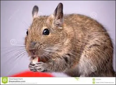 Dans la nature, l'octodon est qualifié de...