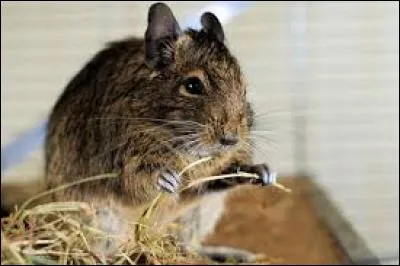 Hormis le diabète, quelle maladie l'octodon peut-il développer très rapidement ?