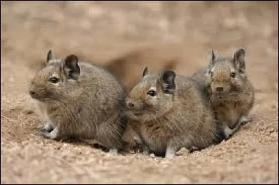 Combien de temps un dègue vit-il en moyenne en captivité ?