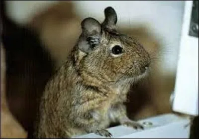 Les octodons sont plutôt...