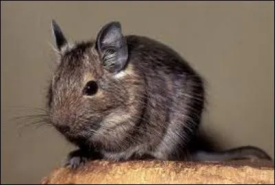 Combien fait-il de petits en moyenne par portée ?