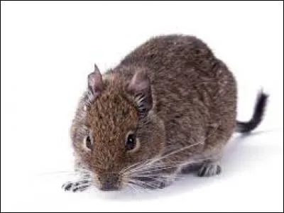 Quelle cage convient le mieux à un octodon ?