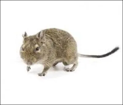 Il doit son nom à...