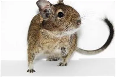 Quel est l'autre nom de l'octodon ?