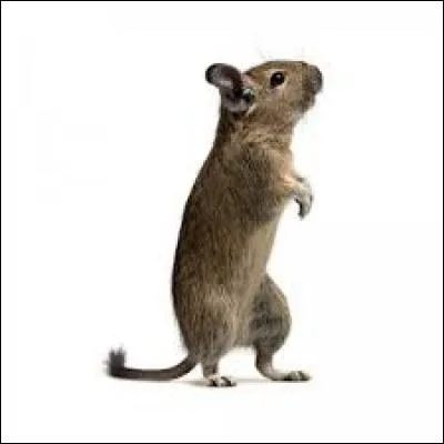 Quel aliment doit-on absolument bannir de l'alimentation de l'octodon ?