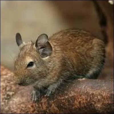 Quel est le caractère du dègue ?