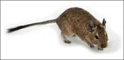 Quelles autres couleurs existent chez les octodons ?