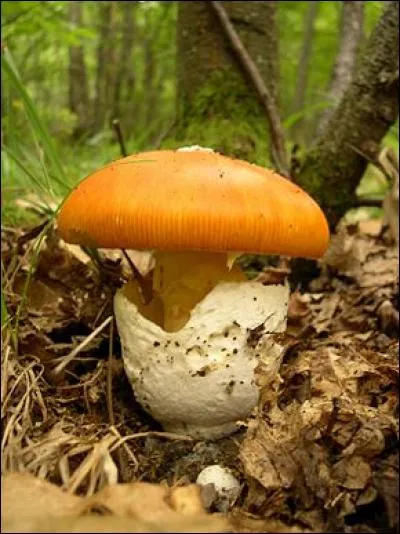 Comment s'appelle ce beau champignon comestible et rare dont le chapeau est de couleur rouge orangé ?