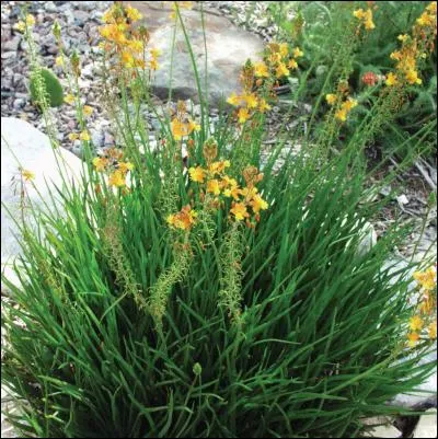 Quel est le nom latin du végétal ci-dessous ?