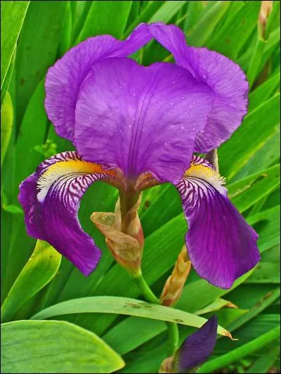 Quel est le nom latin du végétal ci-dessous ?