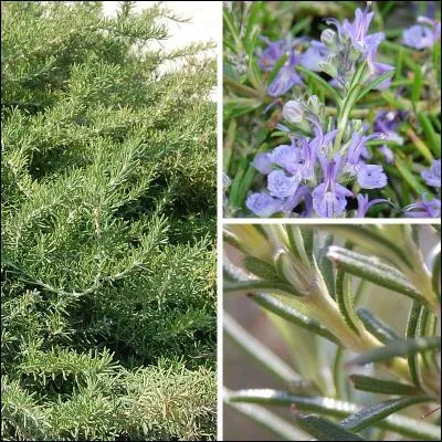 Quel est le nom latin du végétal ci-dessous ?