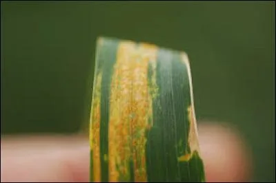 Quelle est cette maladie ?