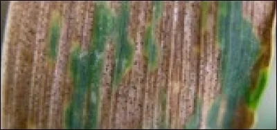 Quelle est cette maladie ?