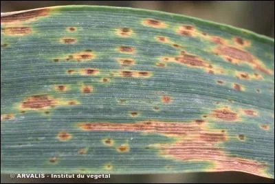 Quelle est cette maladie ?