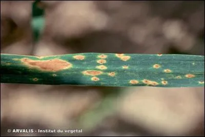 Quelle est cette maladie ?