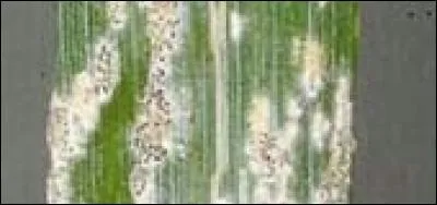 Quelle est cette maladie ?