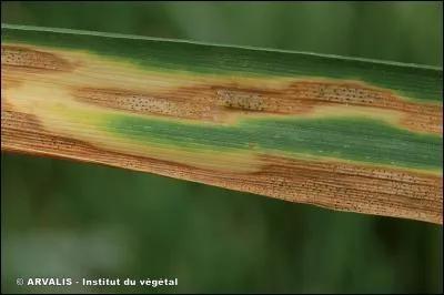 Quelle est cette maladie ?