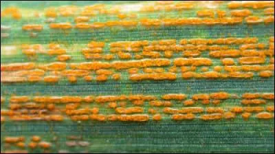 Quelle est cette maladie ?