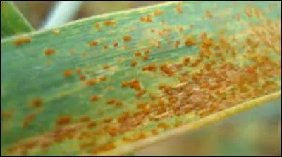 Quelle est cette maladie ?