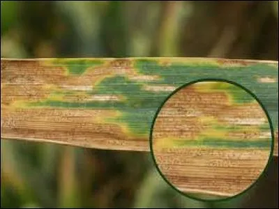 Quelle est cette maladie ?