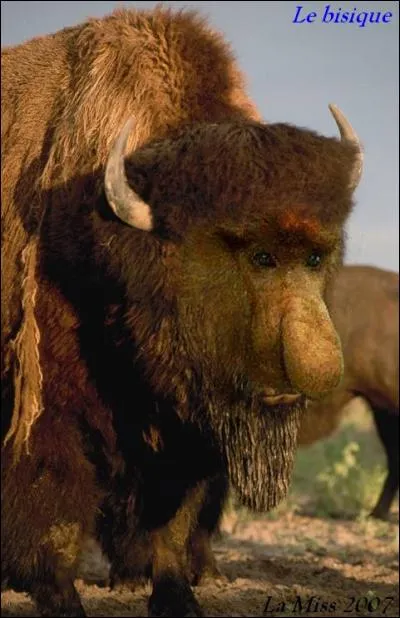 Un bovidé qui fait le singe, ça donne ça ...