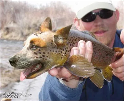 J'ignore si on peut le capturer à la mouche !